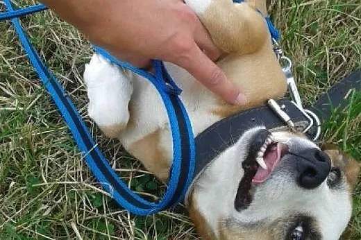 Kto pokocha Misię śliczna, małą, grubiutką sunie n