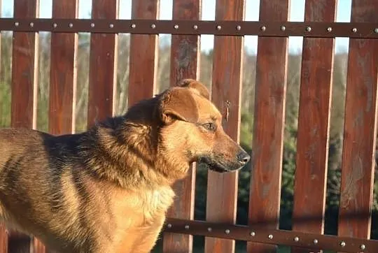 Rudi szuka domu