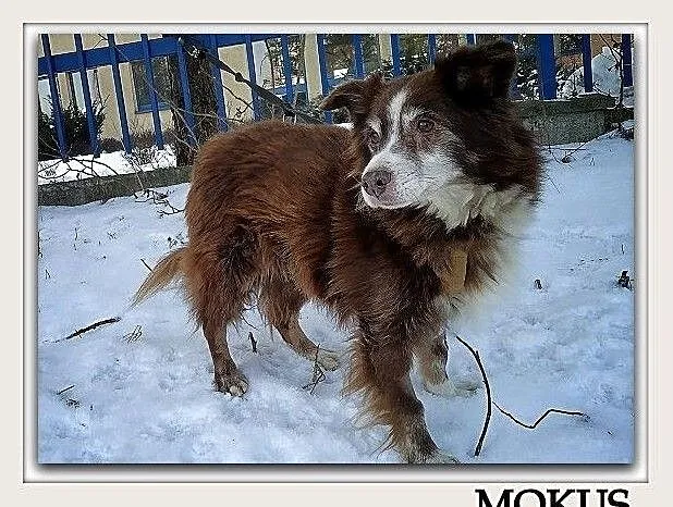 Średni 10 kg,8 letni,przesympatyczny,łagodny,zaszczepiony piesek MOKUŚ.Adopcja, Śląskie, Katowice