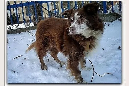 Średni 10 kg,8 letni,przesympatyczny,łagodny,zaszczepiony piesek MOKUŚ.Adopcja, Śląskie, Katowice