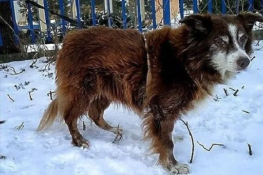 Średni 10 kg,8 letni,przesympatyczny,łagodny,zaszczepiony piesek MOKUŚ.Adopcja, Śląskie, Katowice