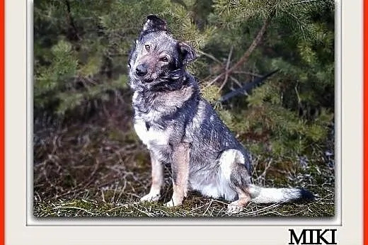 Berneński Pies Pasterski - Szczeniaczki z rodowode, Częstochowa