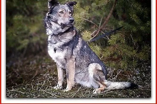 Berneński Pies Pasterski - Szczeniaczki z rodowode, Częstochowa