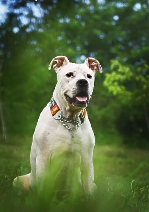 Domowa amstaffka Luna szuka domu, Amstaff cała Po
