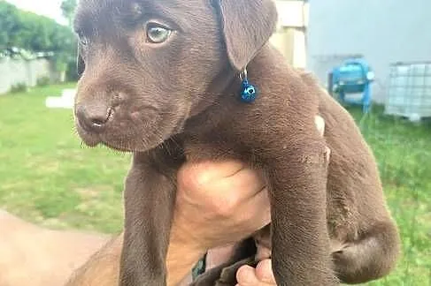 Labrador retriever szczeniak, Śląskie, Katowice