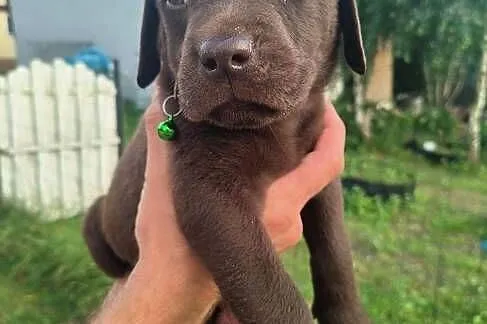 Labrador retriever szczeniak, Śląskie, Katowice