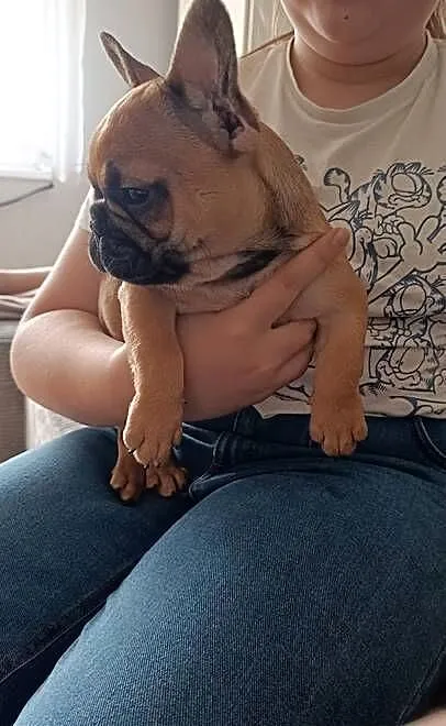 Buldog francuski, Kujawsko-pomorskie, Złotniki Kujawskie