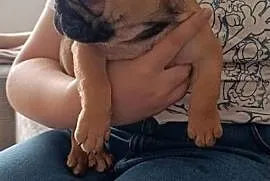 Buldog francuski