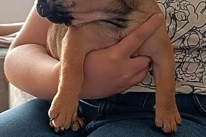 Buldog francuski, Kujawsko-pomorskie, Złotniki Kujawskie