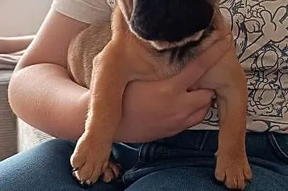 Buldog francuski, Kujawsko-pomorskie, Złotniki Kujawskie