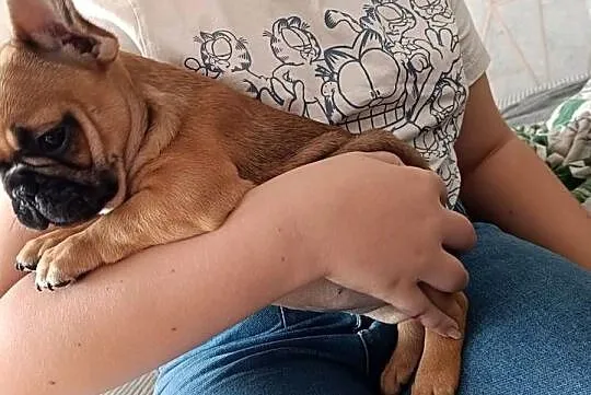 Buldog francuski, Kujawsko-pomorskie, Złotniki Kujawskie