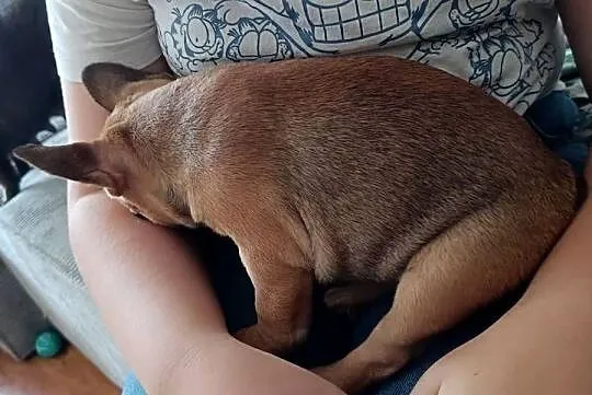 Buldog francuski, Kujawsko-pomorskie, Złotniki Kujawskie