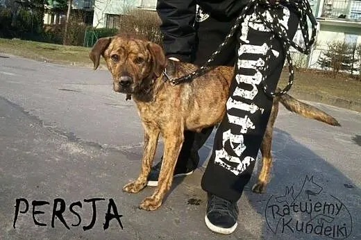 Persja - przepiękna, pręgowana suczka SZUKA DOMKU,