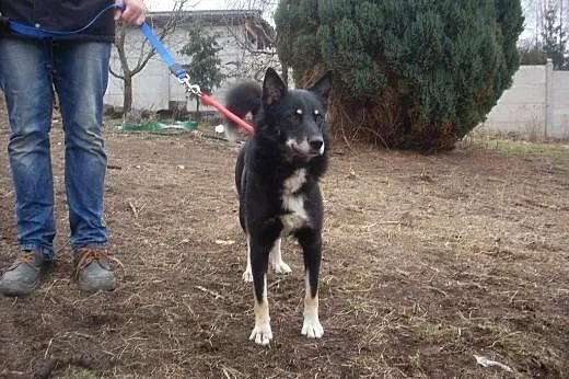 Gucio, superpsiak,  łódzkie Piotrków Trybunalski