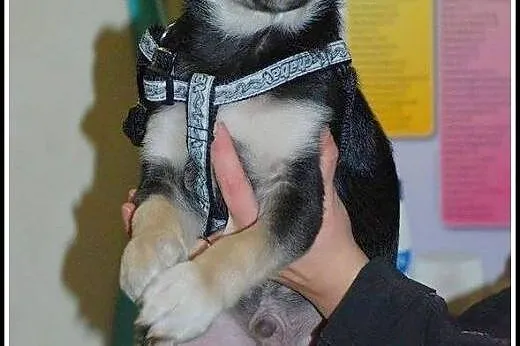 2mies. uroczy Elvis - może zagra w twoim sercu ;)?