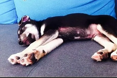 2mies. uroczy Elvis - może zagra w twoim sercu ;)?