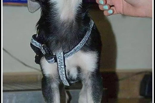 2mies. uroczy Elvis - może zagra w twoim sercu ;)?
