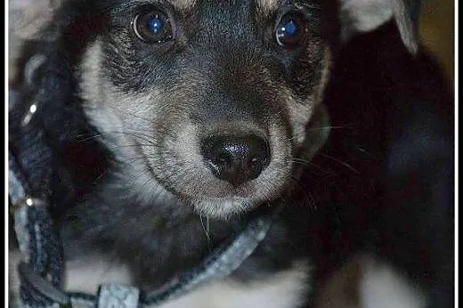 2mies. uroczy Elvis - może zagra w twoim sercu ;)?