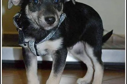 2mies. uroczy Elvis - może zagra w twoim sercu ;)?