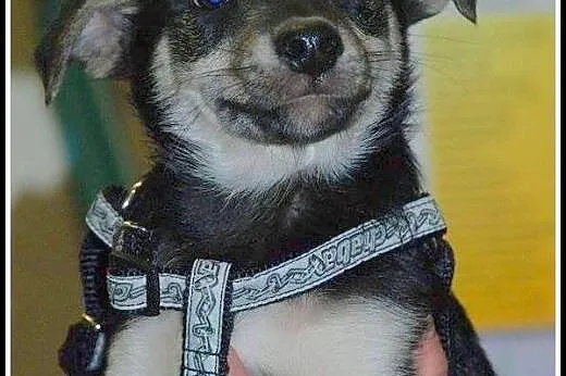 2mies. uroczy Elvis - może zagra w twoim sercu ;)?