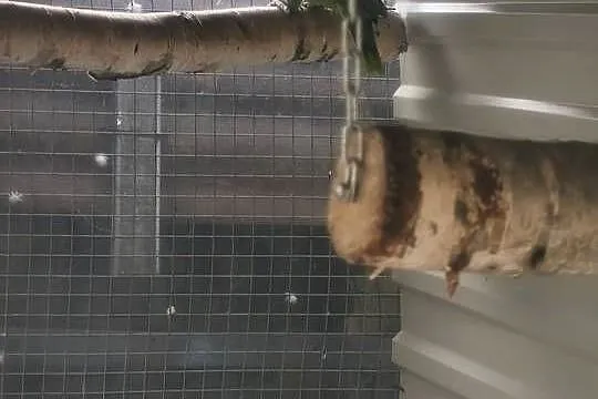 Amazonki modrobrewe kurika para, Małopolskie, Olkusz