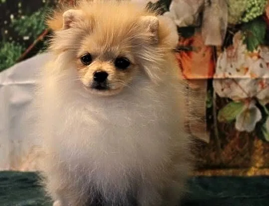 POMERANIAN - szpic miniaturowy suczka, Opolskie, Suchy Bór