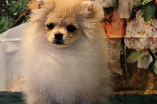 POMERANIAN - szpic miniaturowy suczka