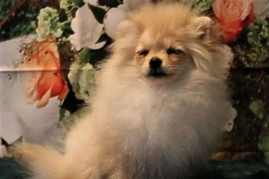 POMERANIAN - szpic miniaturowy suczka, Opolskie, Suchy Bór