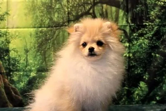 POMERANIAN - szpic miniaturowy suczka, Opolskie, Suchy Bór