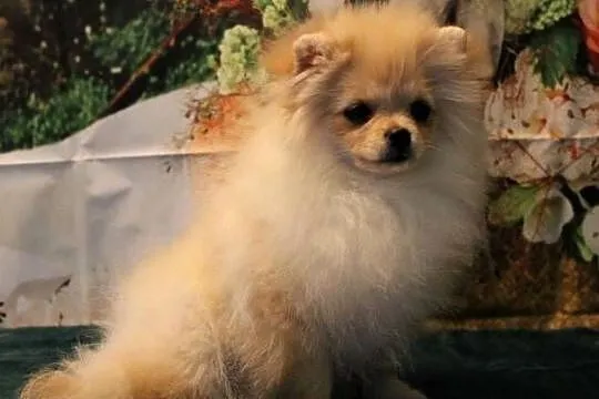 POMERANIAN - szpic miniaturowy suczka, Opolskie, Suchy Bór