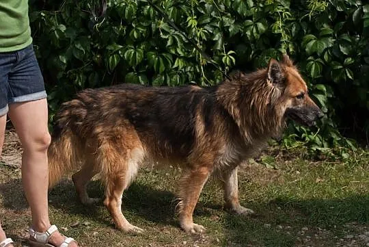 Eryk-piękny, bezkonfliktowy pies w typie owczarka!, Kłomnice