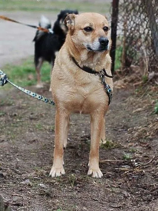 Mucha szuka domu, łódzkie Skierniewice