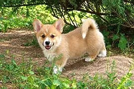 Welsh Corgi Pembroke Chłopak
