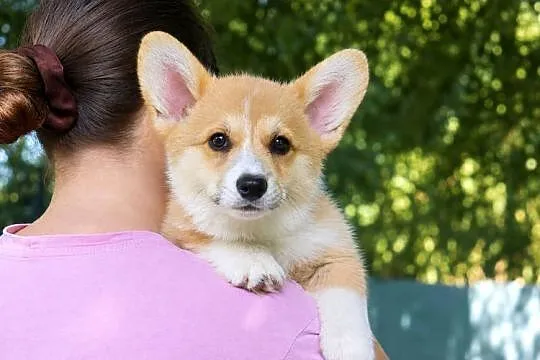 Welsh Corgi Pembroke Chłopak, Małopolskie, Kraków