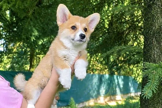 Welsh Corgi Pembroke Chłopak, Małopolskie, Kraków