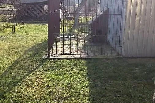 KOJEC DLA PSA, 5mx1,8m, PASUJE DO BLASZAKA, Podkarpackie, Leżajsk