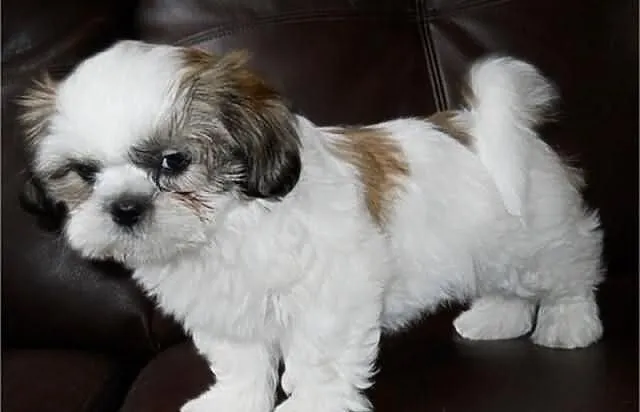 Shih-tzu szczenięta