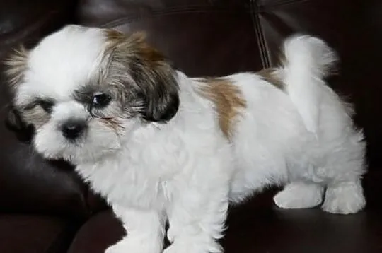 Shih-tzu szczenięta