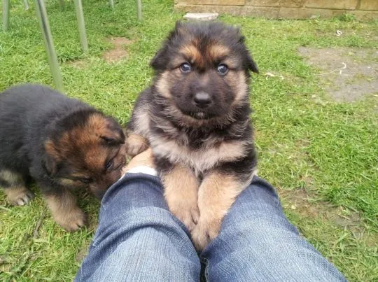 Wyjątkowe szczenięta owczarka niemieckiego gotowe do adopcji., Mazowieckie, Warszawa
