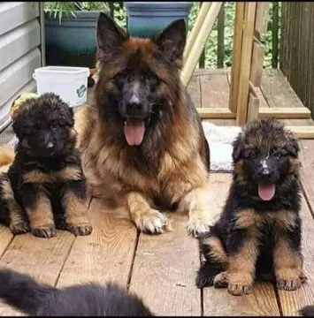 Wyjątkowe szczenięta owczarka niemieckiego gotowe do adopcji.