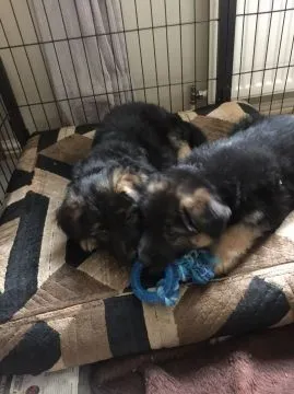 Wyjątkowe szczenięta owczarka niemieckiego gotowe do adopcji., Mazowieckie, Warszawa