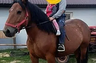 Klacz Zimnokrwista w typie Sztumskim, Łódzkie, Aleksandrów