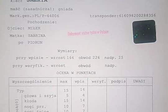 Klacz Zimnokrwista w typie Sztumskim, Łódzkie, Aleksandrów