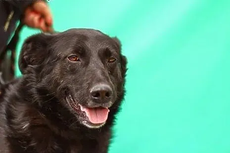 Duży,energiczny,przyjazny pies Labek.ADOPCJA!,  łó