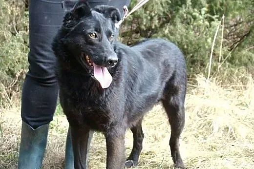 Duży,energiczny,przyjazny pies Labek.ADOPCJA!,  łó