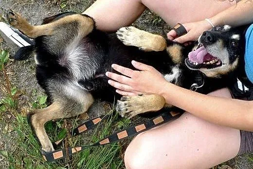 Waldek szuka doświadczonego domu.Zasługuje na szan
