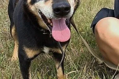 Waldek szuka doświadczonego domu.Zasługuje na szan