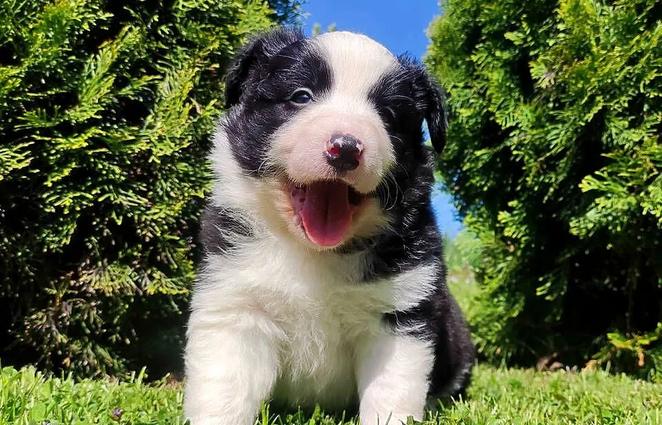 Rasowy pies, szczenię Border Collie z Hodowli, pełna dok., Podkarpackie, Iwonicz