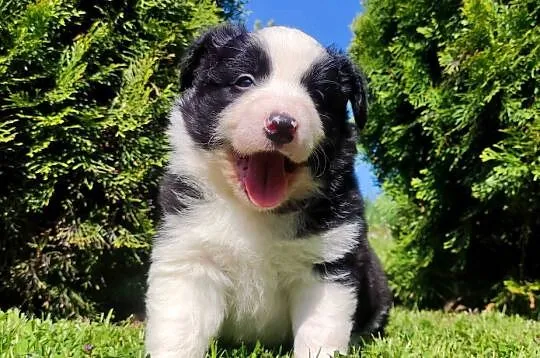 Rasowy pies, szczenię Border Collie z Hodowli, pełna dok.