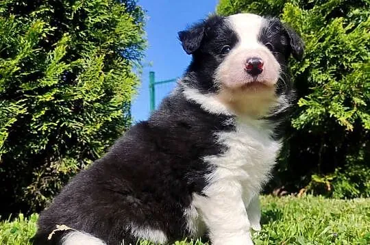 Rasowy pies, szczenię Border Collie z Hodowli, pełna dok., Podkarpackie, Iwonicz